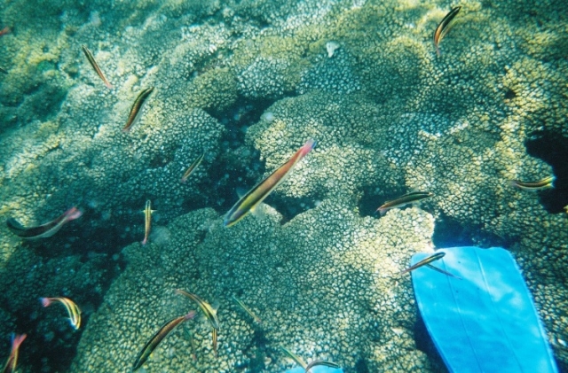 peces en el agua